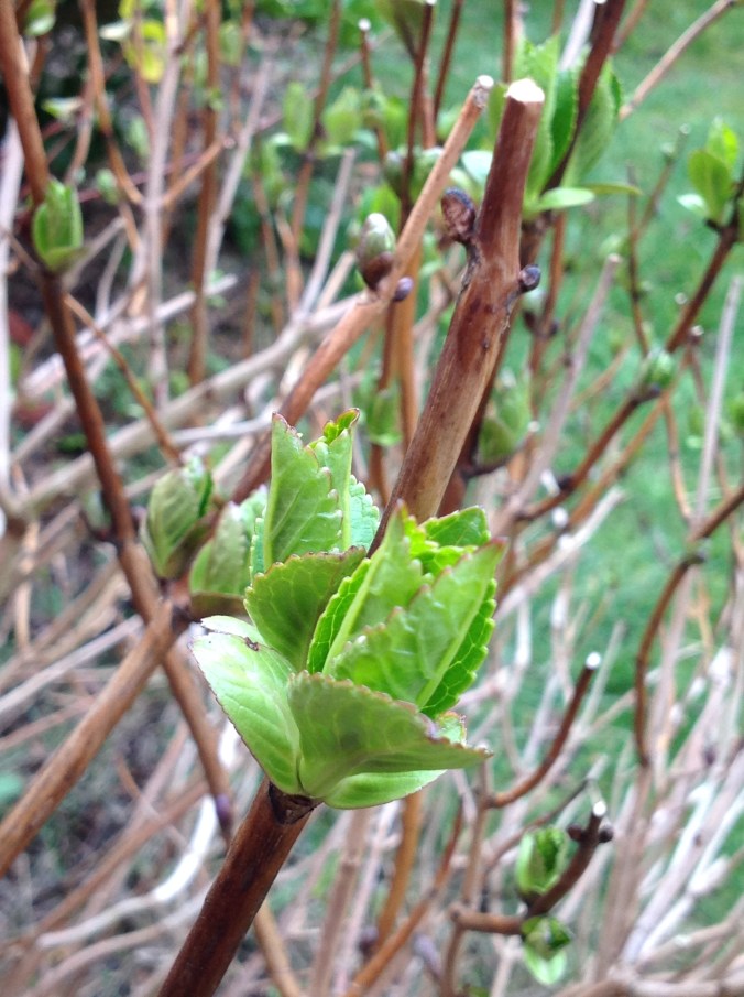 hydrangea leafing