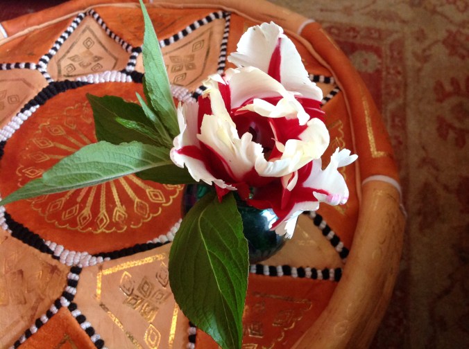 Parrot tulip on hassock 2
