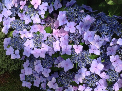 hydrangea close-up