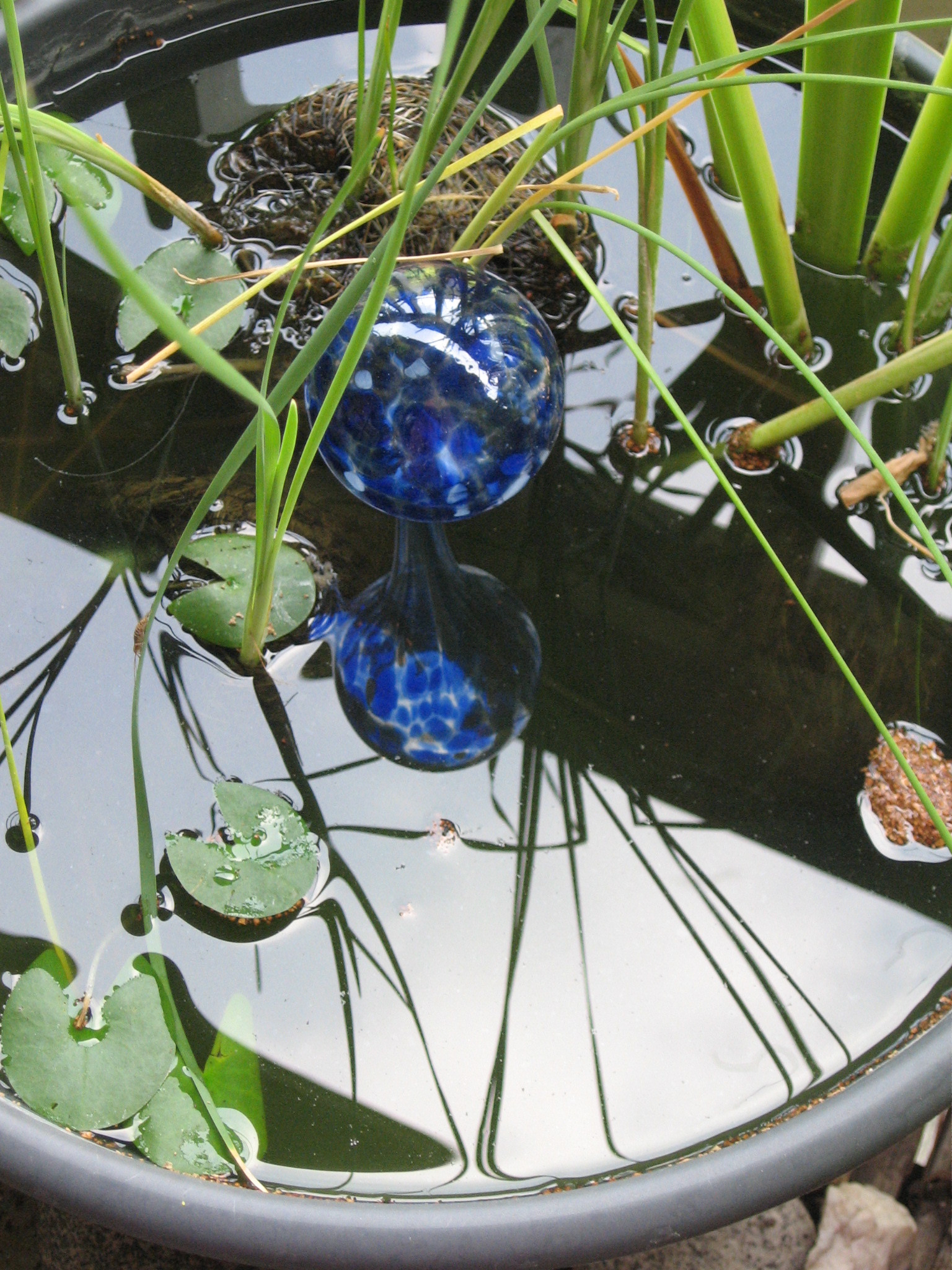Lily Pond with reflection