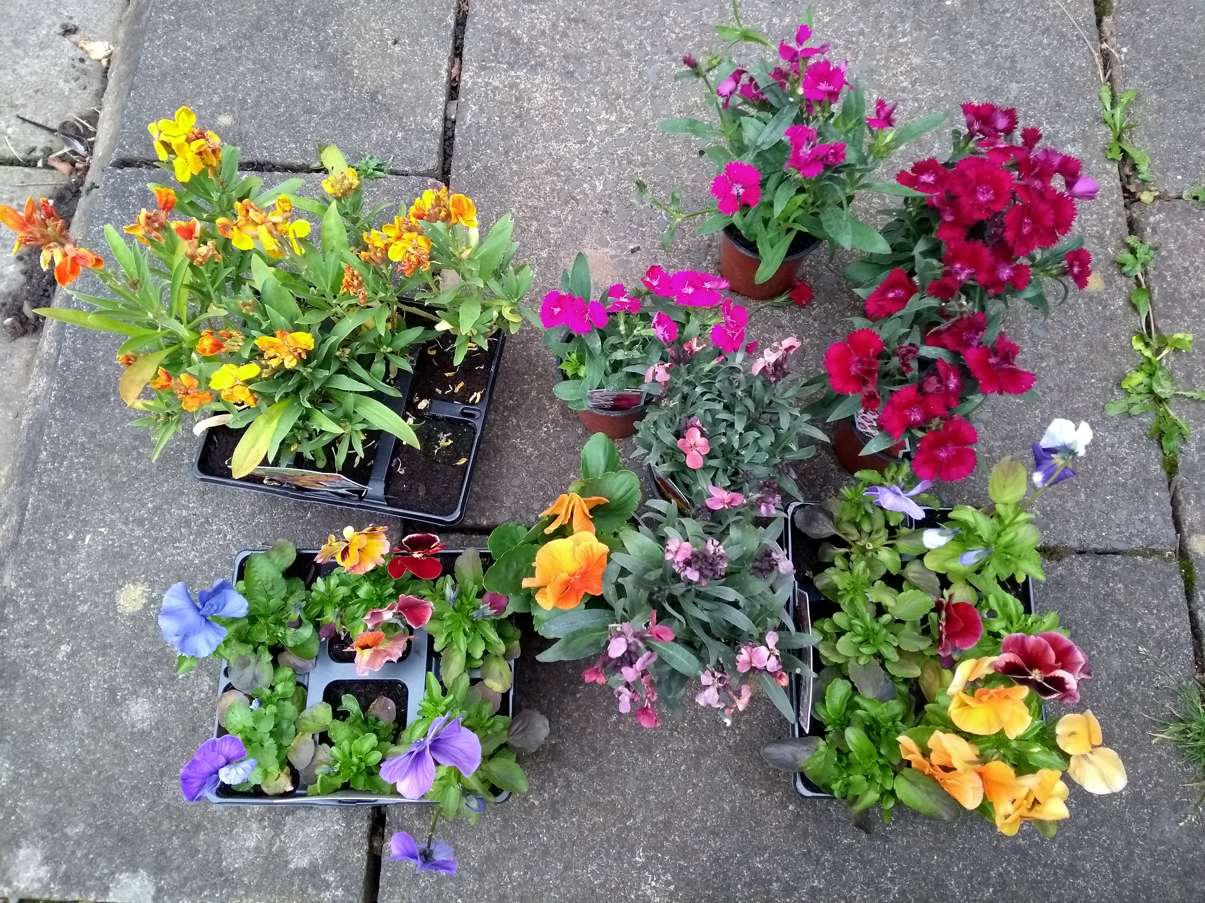 Colourful bedding plants