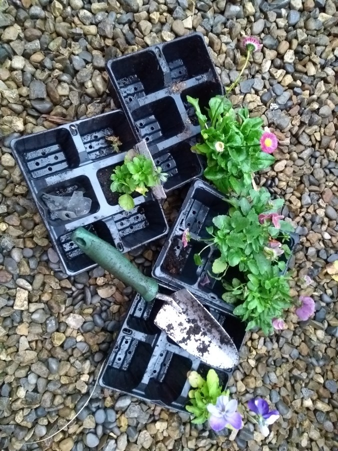 Planting garden bedding plants