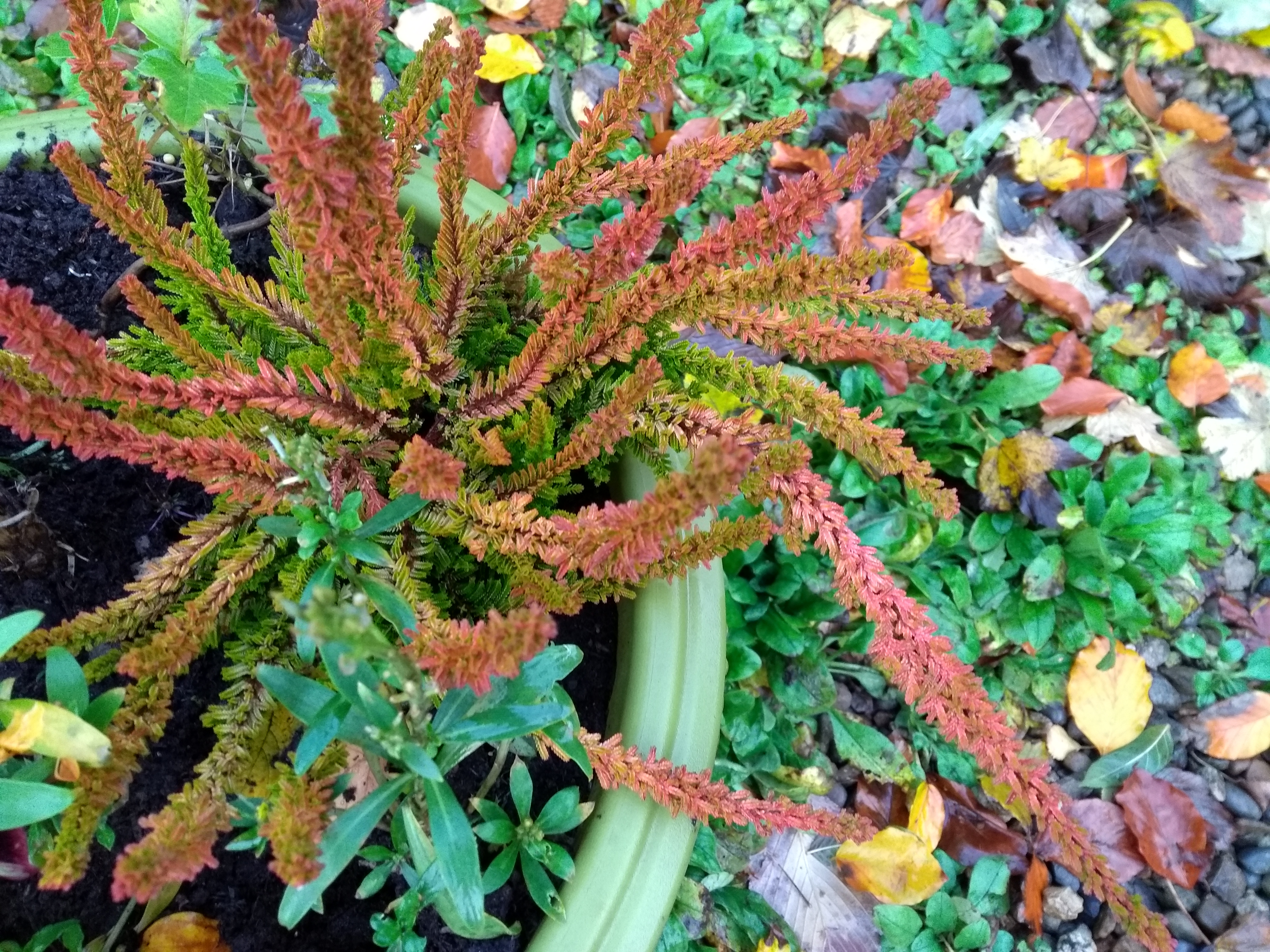garden plant with autumn colours
