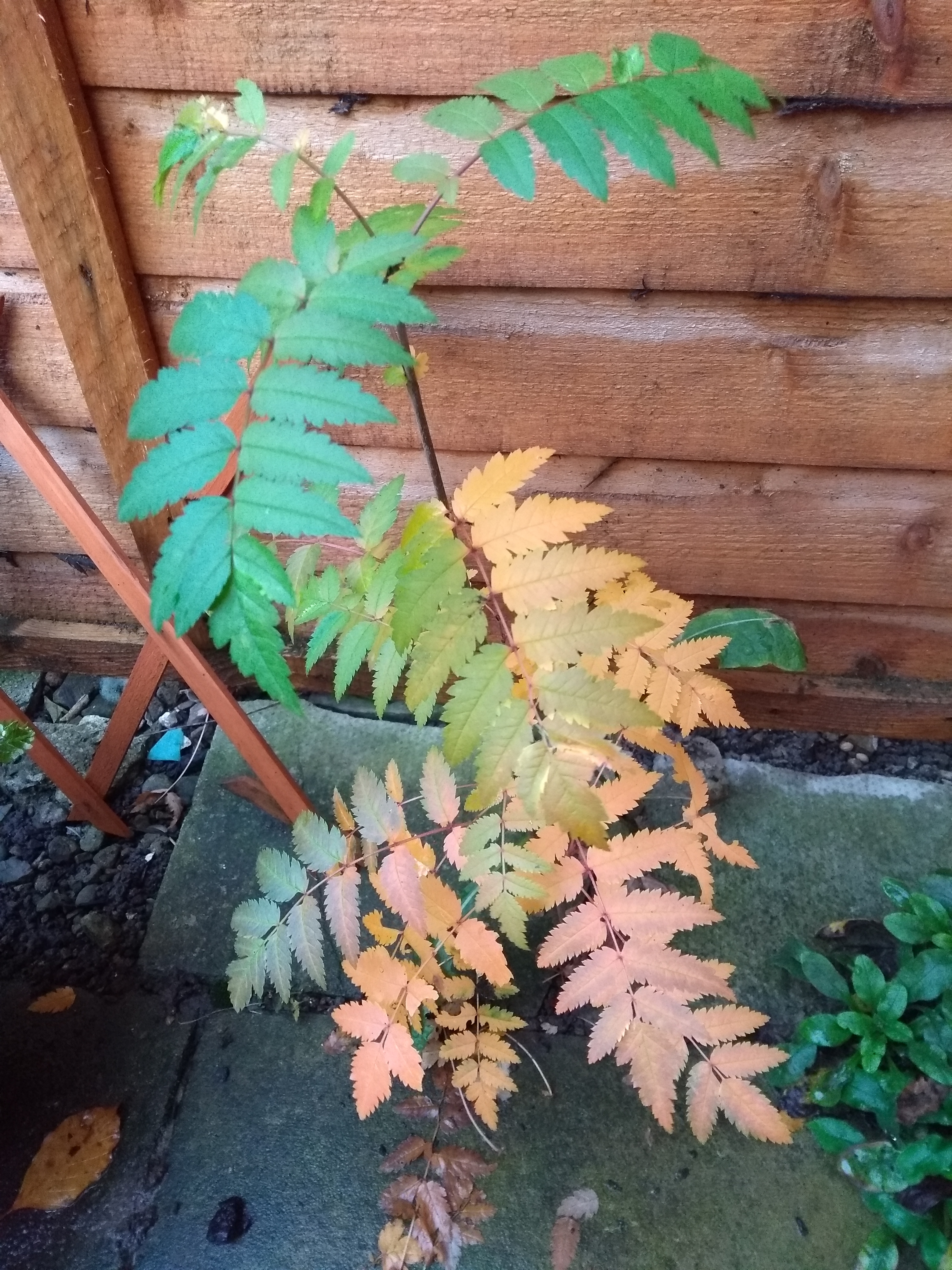 autumn colours on plant