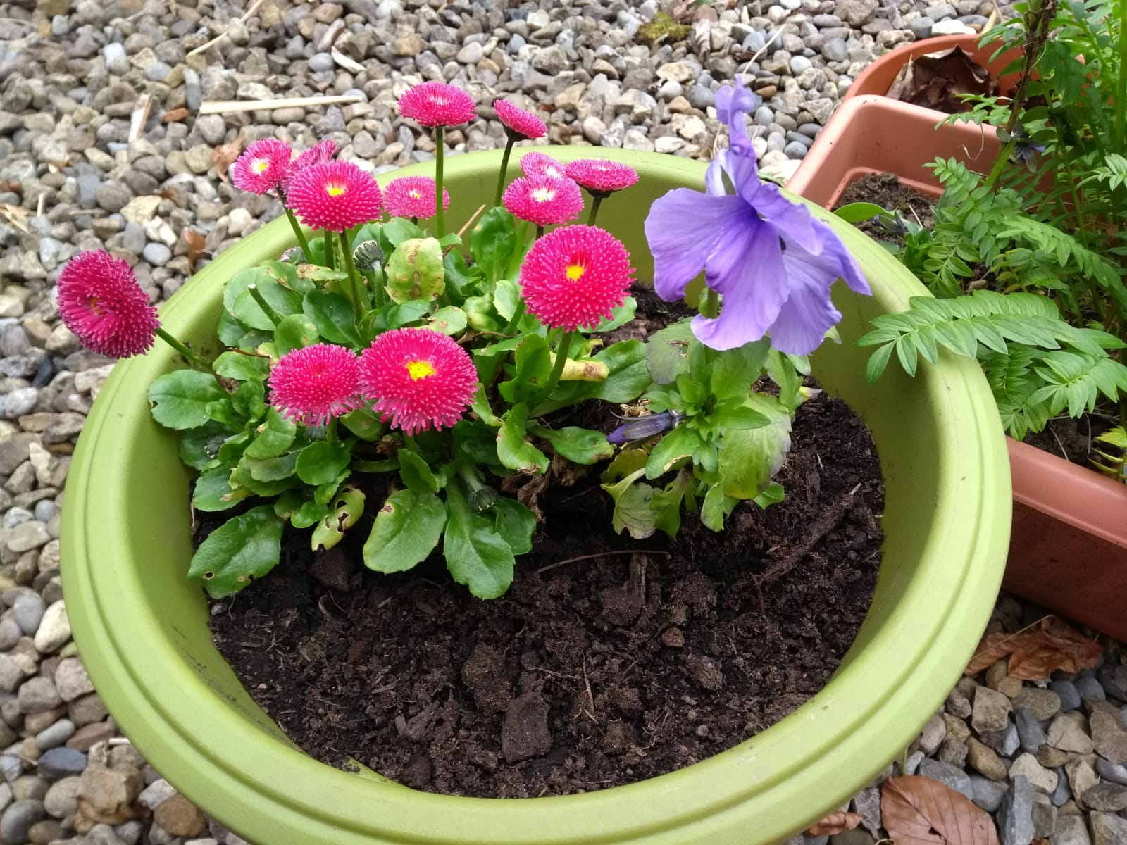 Bellis daisies early spring