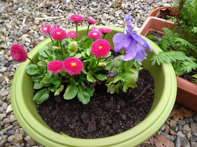 Bellis daisies early spring