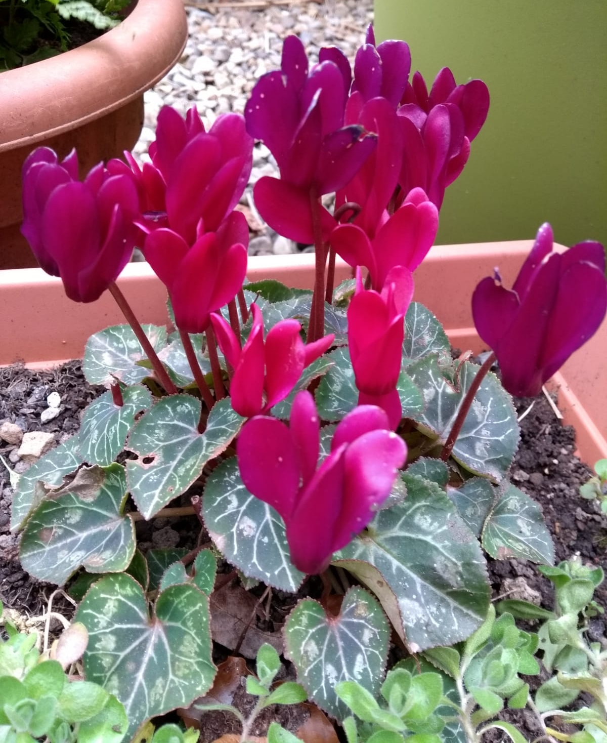 Cyclamen, pink winter flowering plant