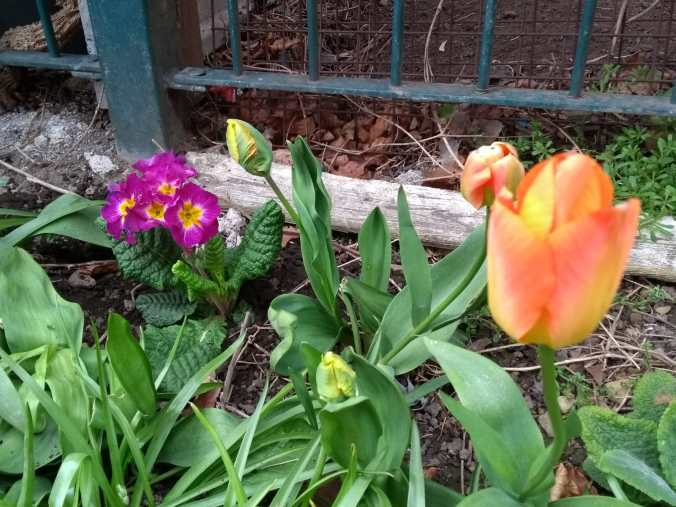 fuchsia primroses and orange tulips