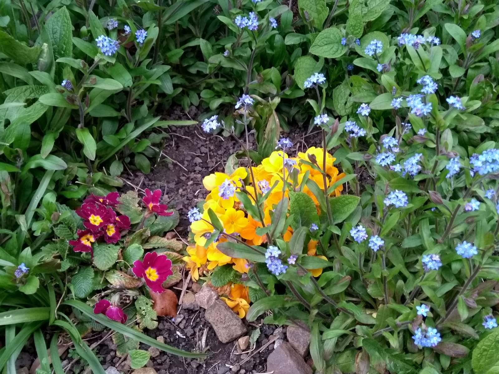 primroses and forget me nots