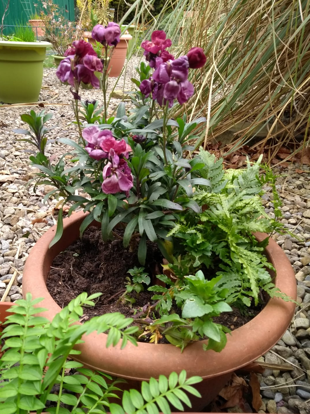 Mauve flowers in flower pot