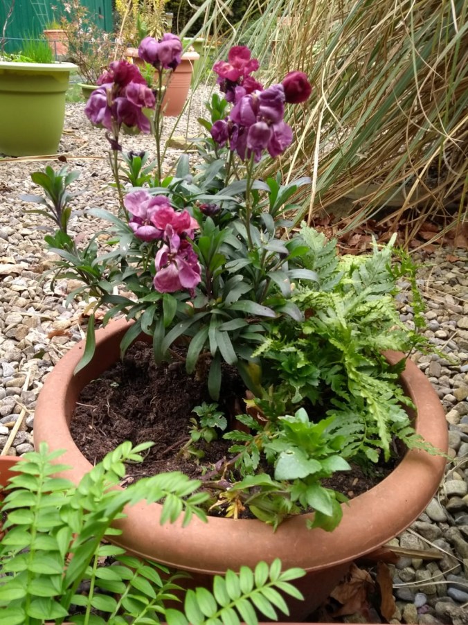 Mauve flowers in flower pot