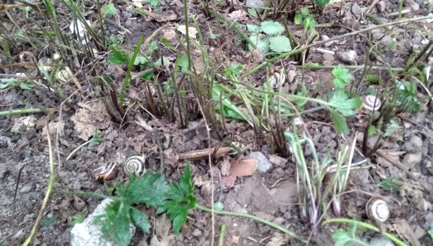 garden patch filled with snails and weeds 