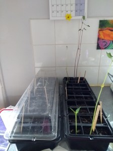 black seed trays with seedlings
