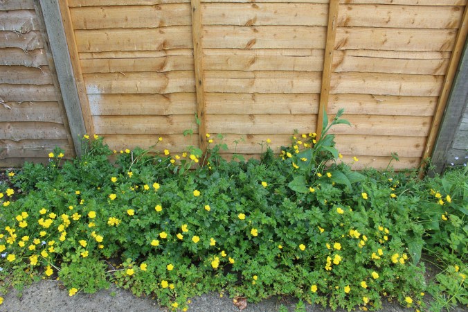 Small garden patch of yellow buttercups by a fence