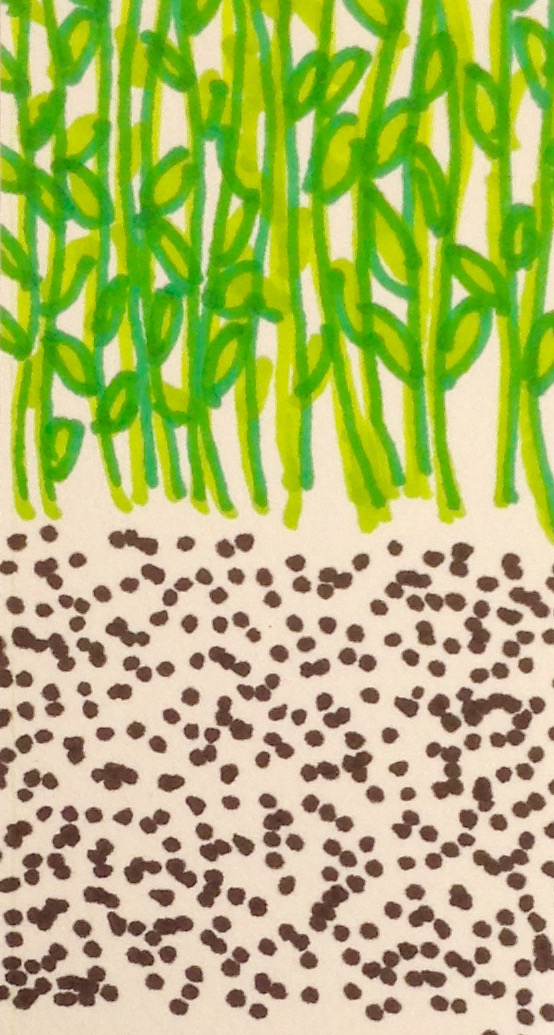 drawing of seeds and plants